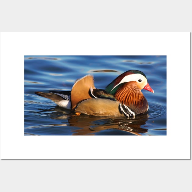 Beautiful Mandarin Duck at the Pond Wall Art by walkswithnature